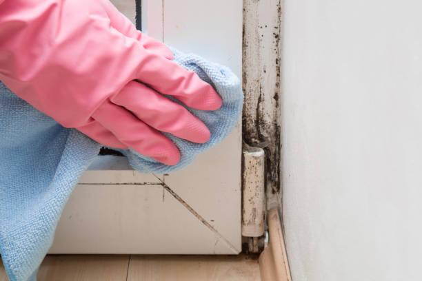 Best Mold Damage Repair  in Eden Isle, LA